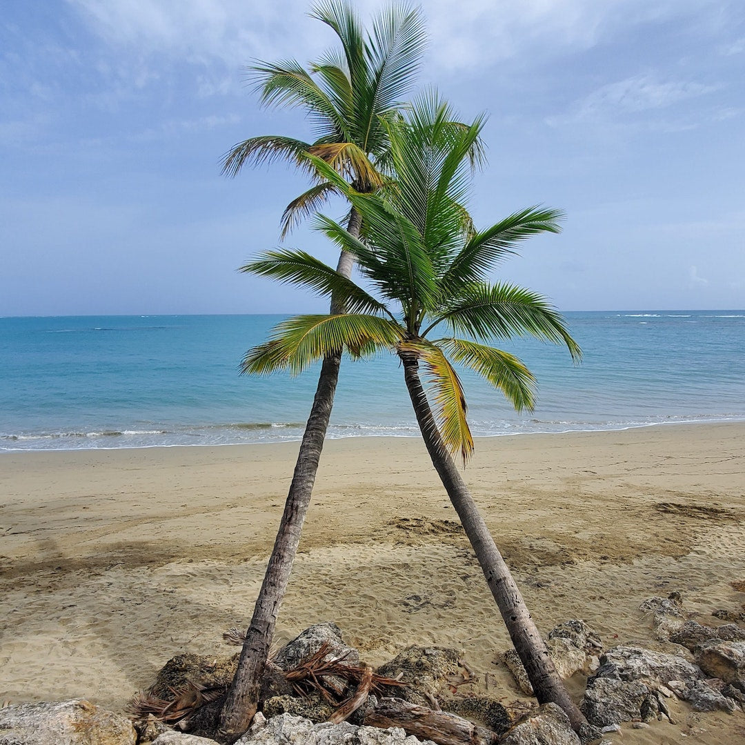 The Coconut Tree: A Testament to Life's Resilience