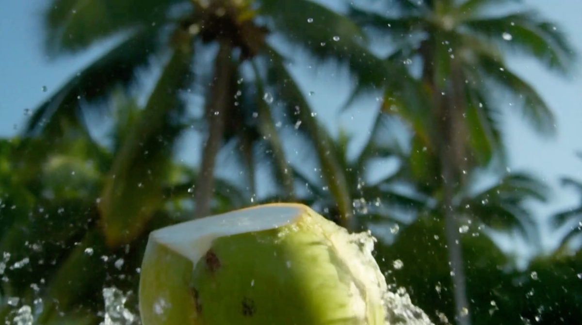 A green coconut, dripping with water.